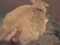 Zoo Sex Videos: Hardcore Animal Porn Tube