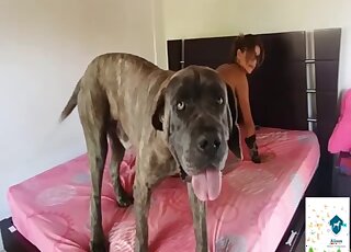 Stunning bestiality porn session XXX with a nice dog - 豚アニマルセックス 