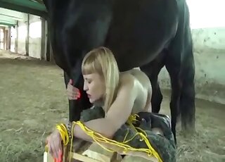 Black horse destroying a horny blonde - zwierzęcy seks ze świnią 