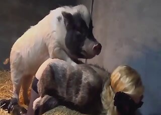Beauty in stockings enjoying hot pig cock closeup - 豚アニマルセックス 