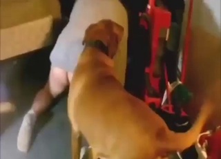 Bestiality porn with knotty fucking on all fours