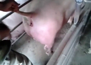 So much passion in two dudes fucking a pig