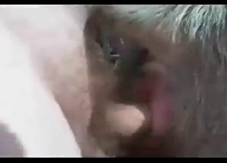 Zoophile dude fucks a sexy pig from behind