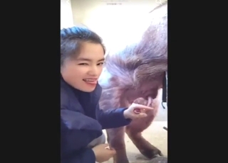 Chinese zoophile porn shows handjobs and more