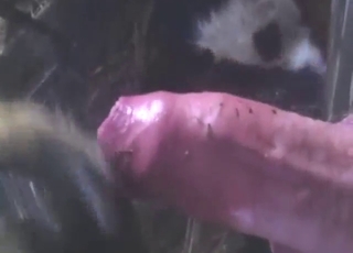 Cock looks very yummy while fucking beasts