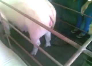 Good-looking guy wants to share seed with pigs