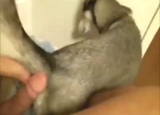 Husky fuck with a sexy creature that cums too