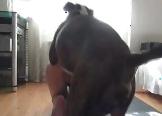 Horny dog fucking that bitch's ass - zwierzęcy seks ze świnią 