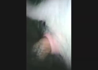 Zoophile goes around fucking every beast here