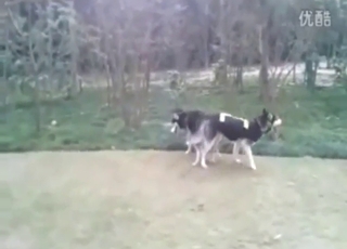 Amazing pig fuck scene with two beasts climaxing