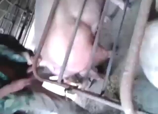 Nice guy fucking a pig's hole from behind