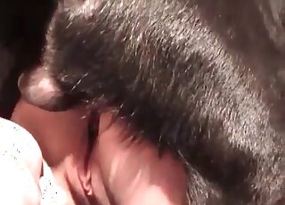 Dog gets to fuck its horny owner