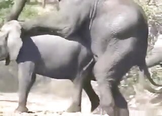 Elephants Videos / pig animal sex / Most popular Page 1
