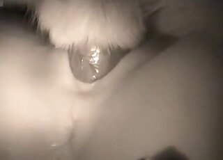 Busty wife cheat on hubby with a doggy - 猪兽交色情内容 