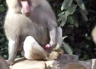 Monkey Sucking Own Dick