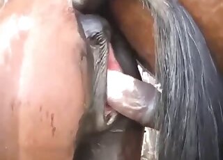 Animal poni porno