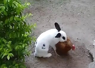 A small rabbit and a hot cock have bestiality sex