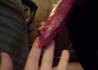 Animal cock handjob in a hardcore porno movie - 豚アニマルセックス